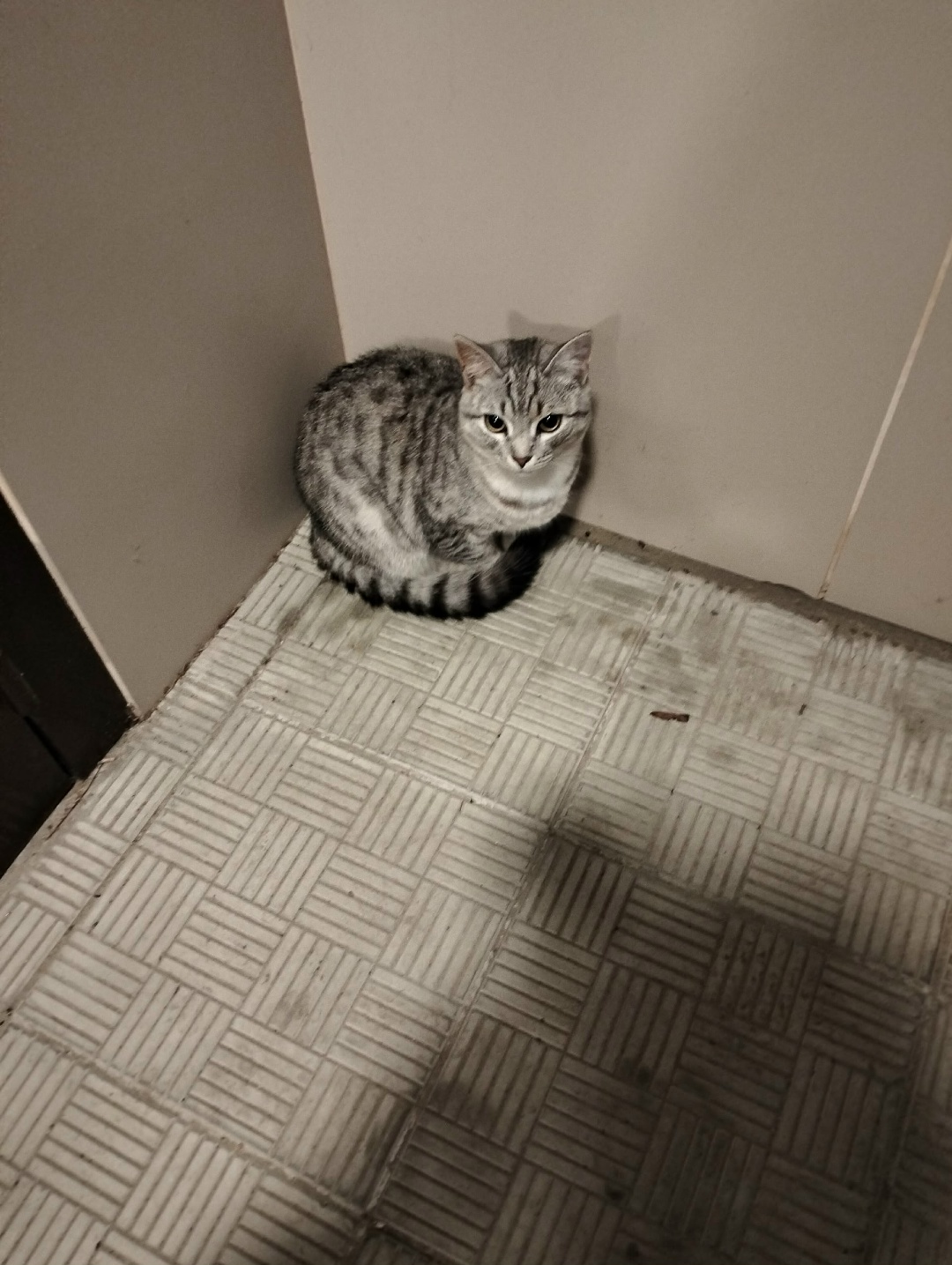 Lost Cat in Glasgow, Scotland — listing photo