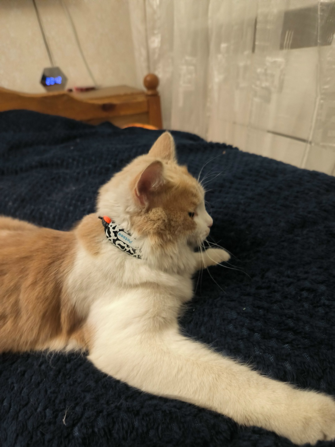 Lost Cat in Ipswich, England Lost Cat in Ipswich, England — listing photo