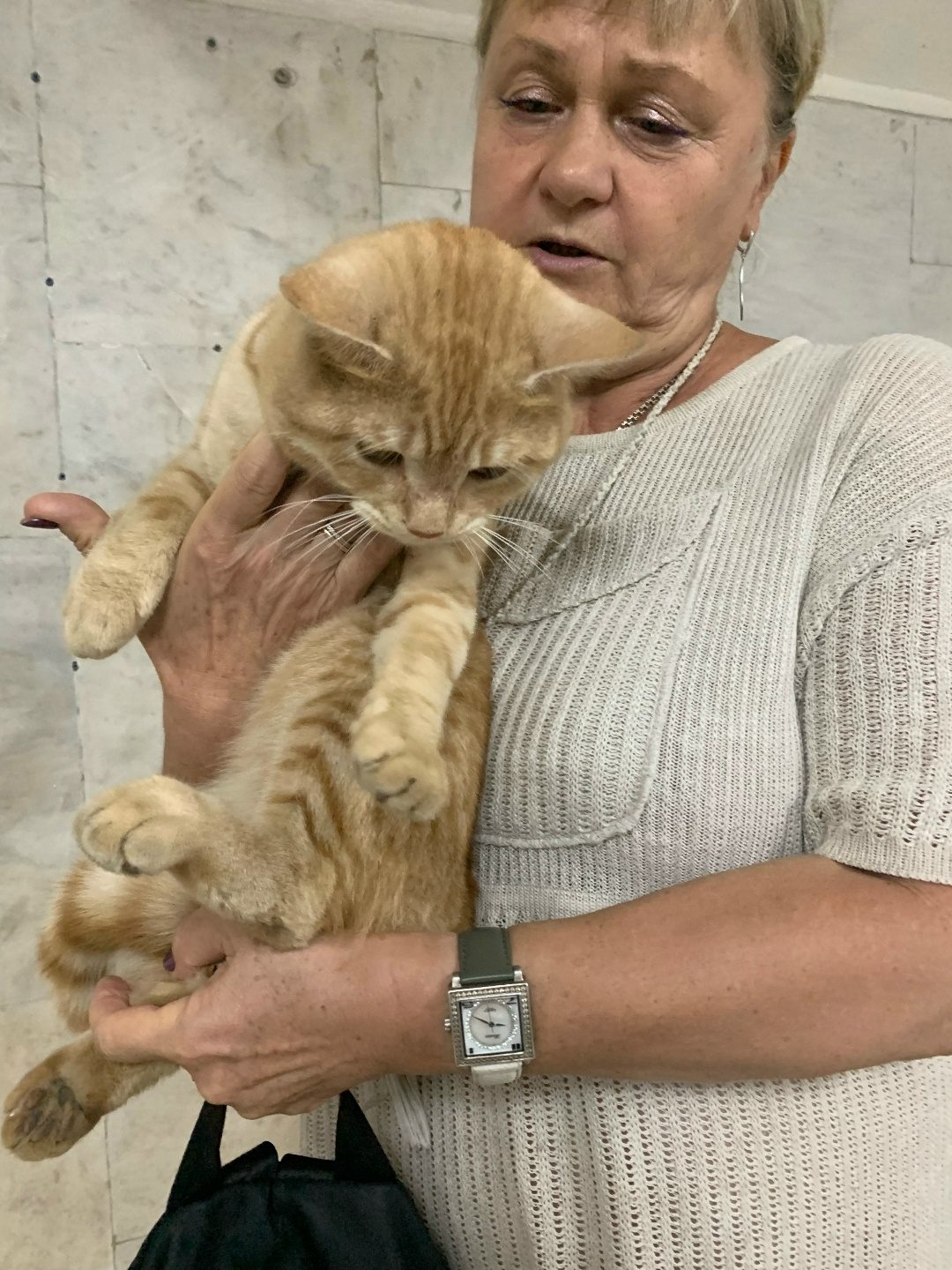 Found Cat in Cardiff, Wales — listing photo
