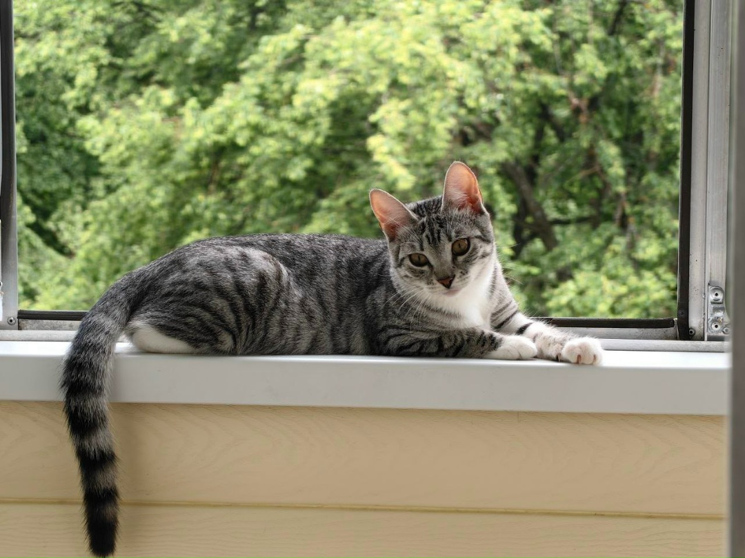 Lost Cat in Brighton, England — listing photo