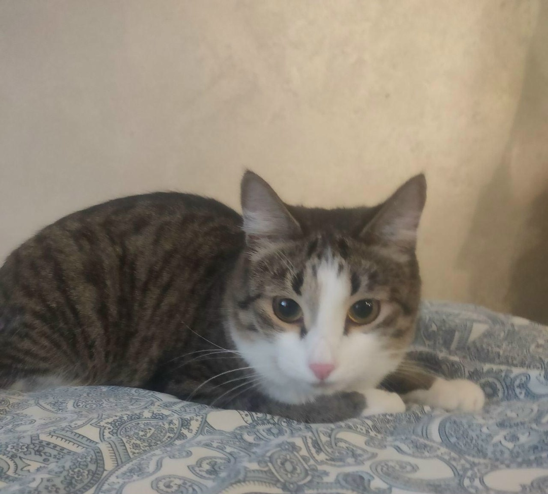 Found Cat in Bradford, England — Stray cat found in Bradford