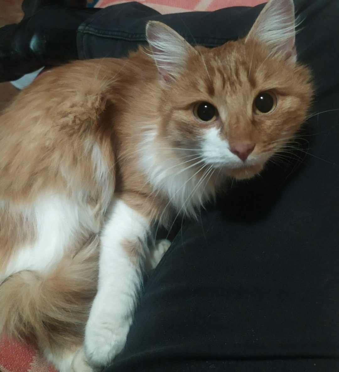 Found Cat in London, England — Stray cat found in London