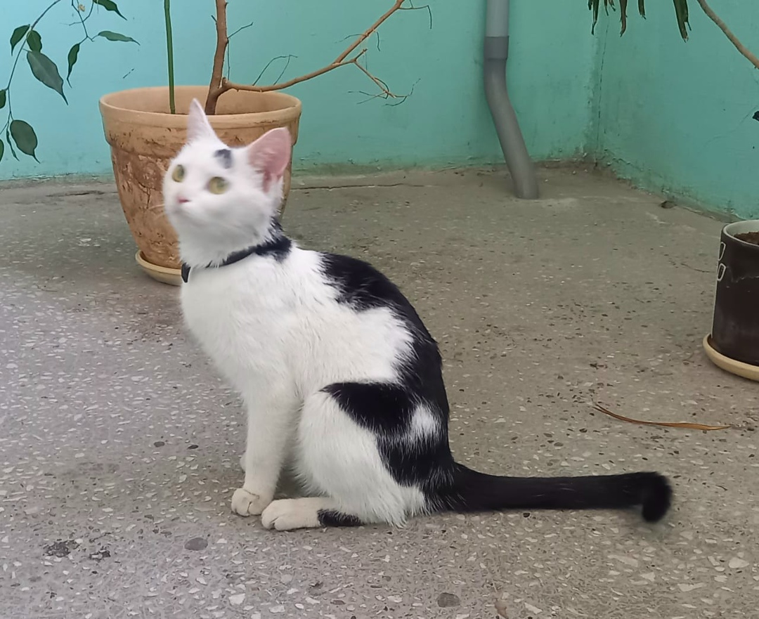 Found Cat in Exeter, England — Cat found safe in Exeter