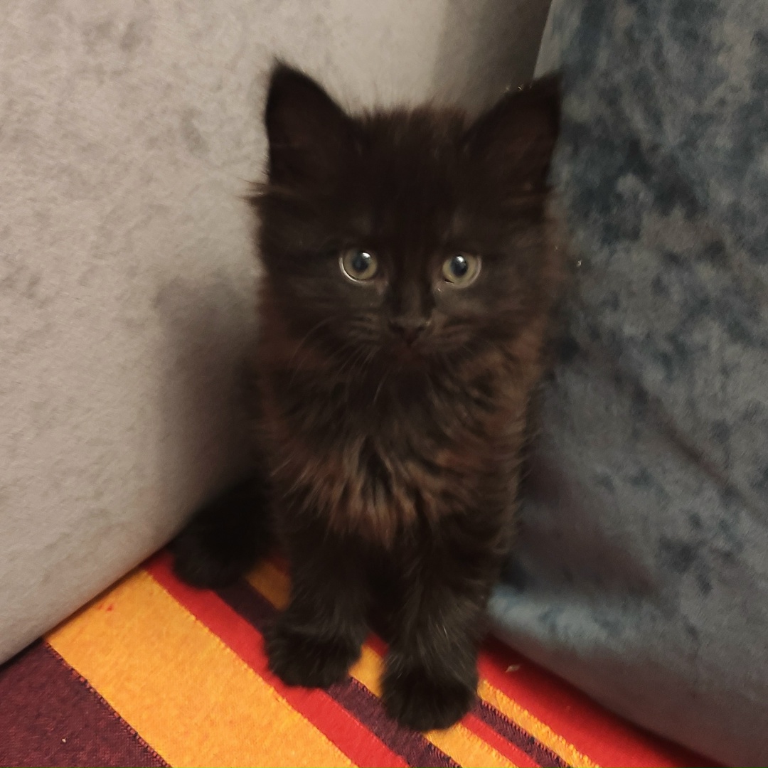 Found Cat in Kingston upon Hull, England — Stray cat found in Kingston upon Hull
