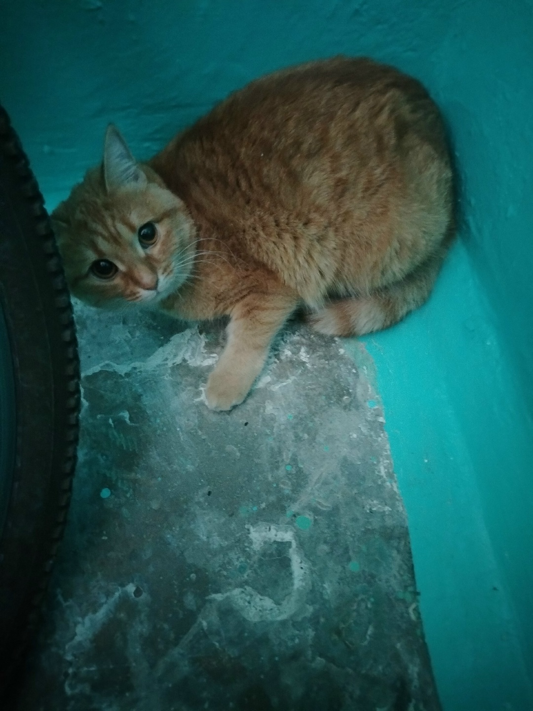 Found Cat in Huddersfield, England Found Cat in Huddersfield, England — listing photo