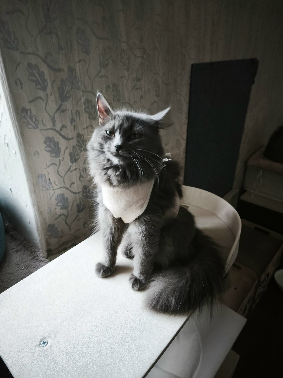 Found Cat in Sunderland, England — listing photo