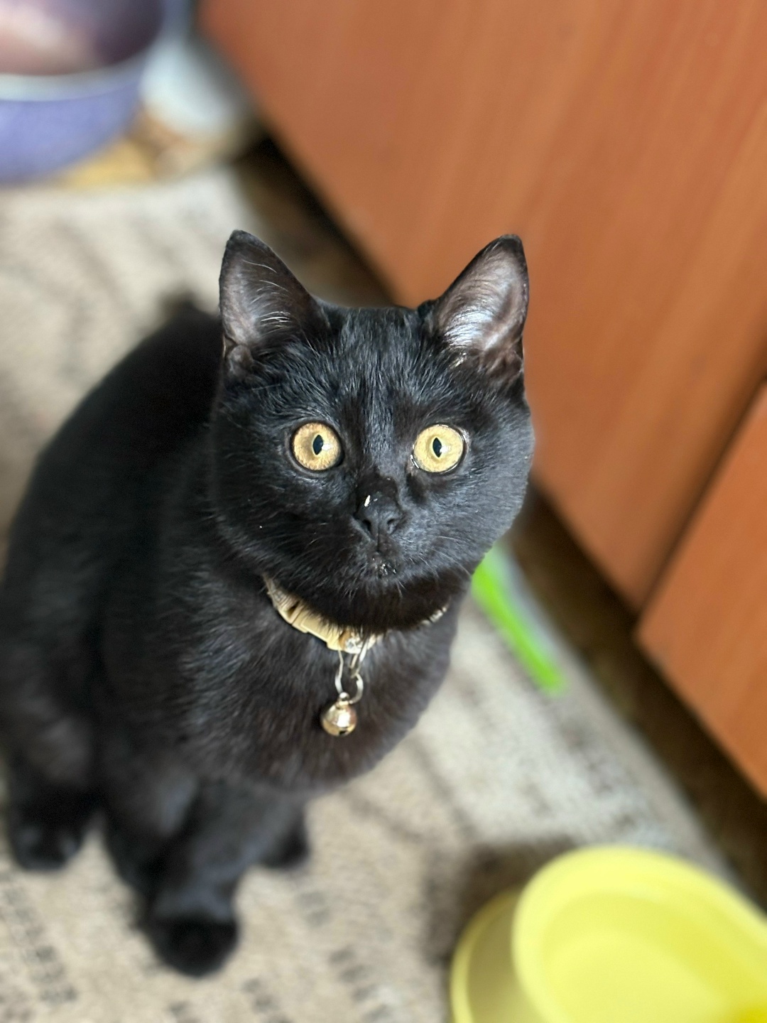 Found Cat in Stoke-on-Trent, England — listing photo