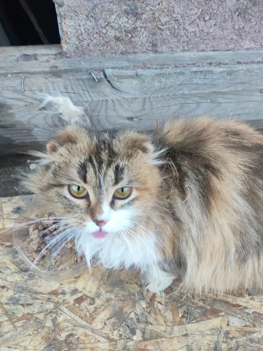 Found Cat in Ipswich, England Found Cat in Ipswich, England — listing photo