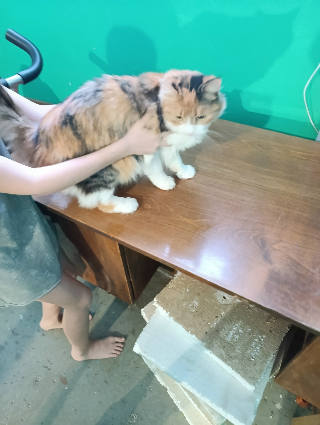 Lost Cat in Southampton, England — listing photo