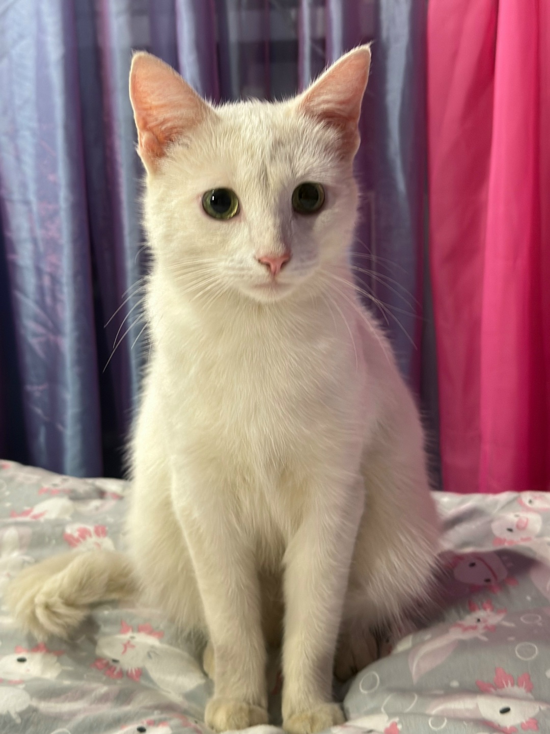 Found Cat in Swansea, Wales — listing photo