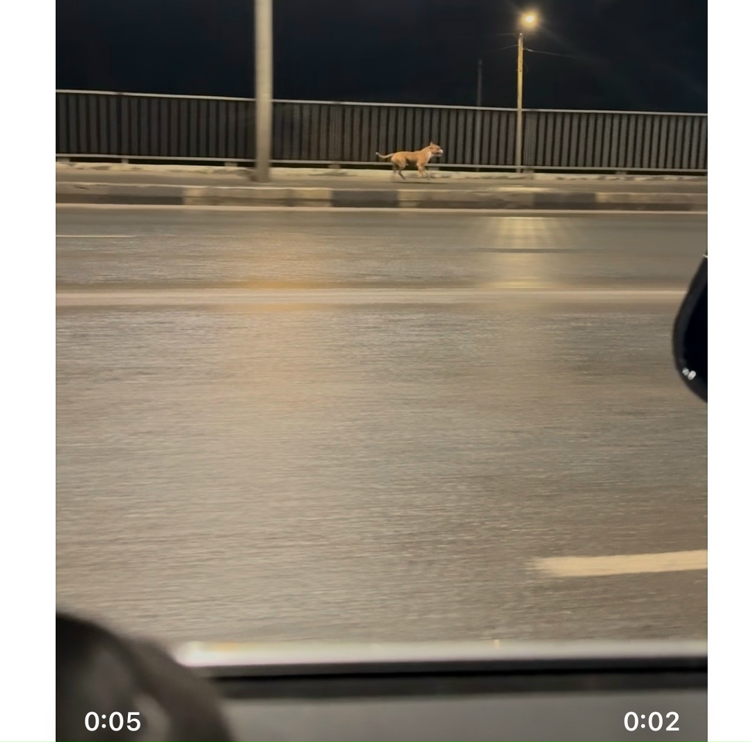 Lost Dog in Peterborough, England Lost Dog in Peterborough, England — listing photo