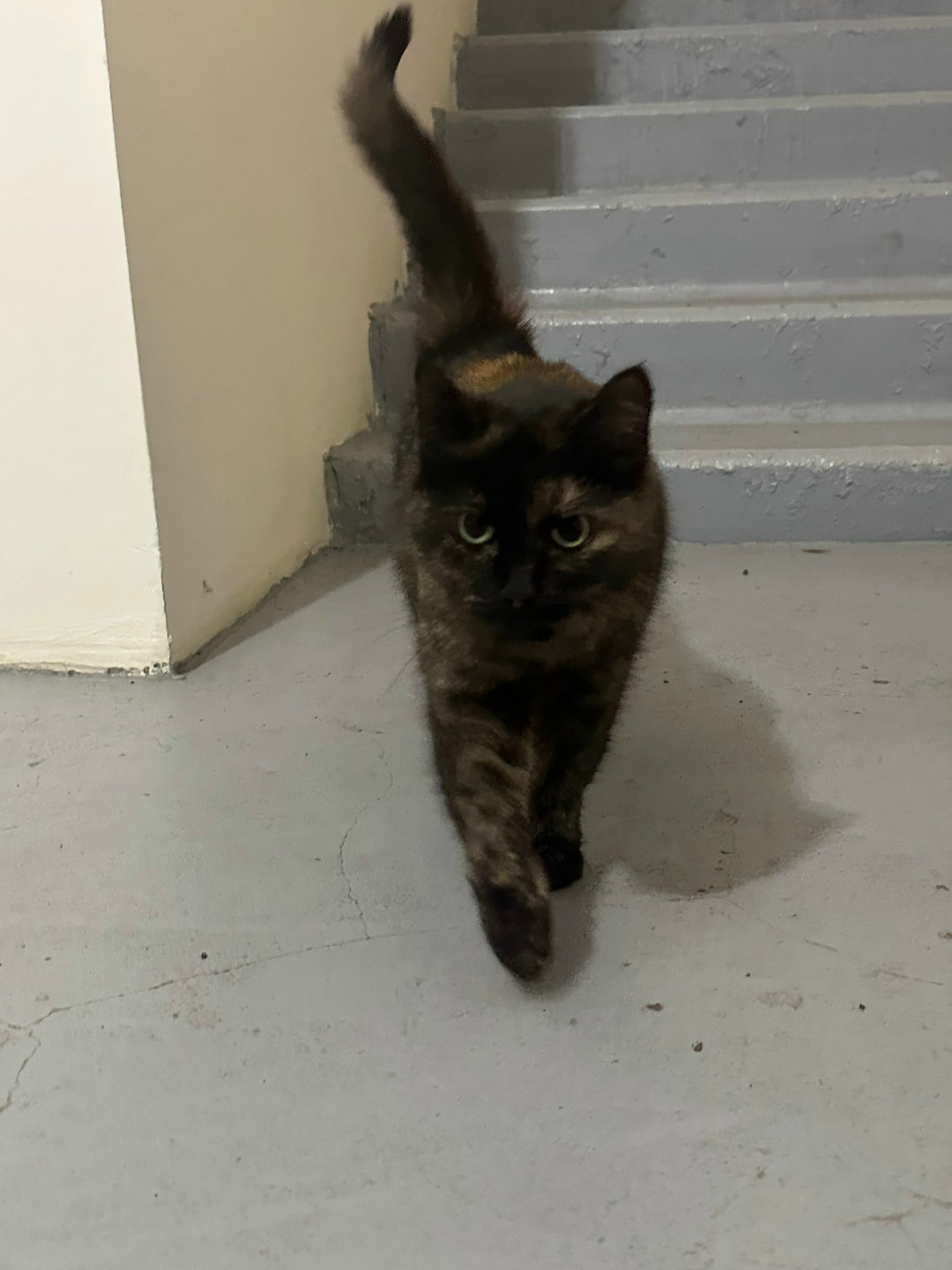 Found Cat in Nottingham, England — listing photo