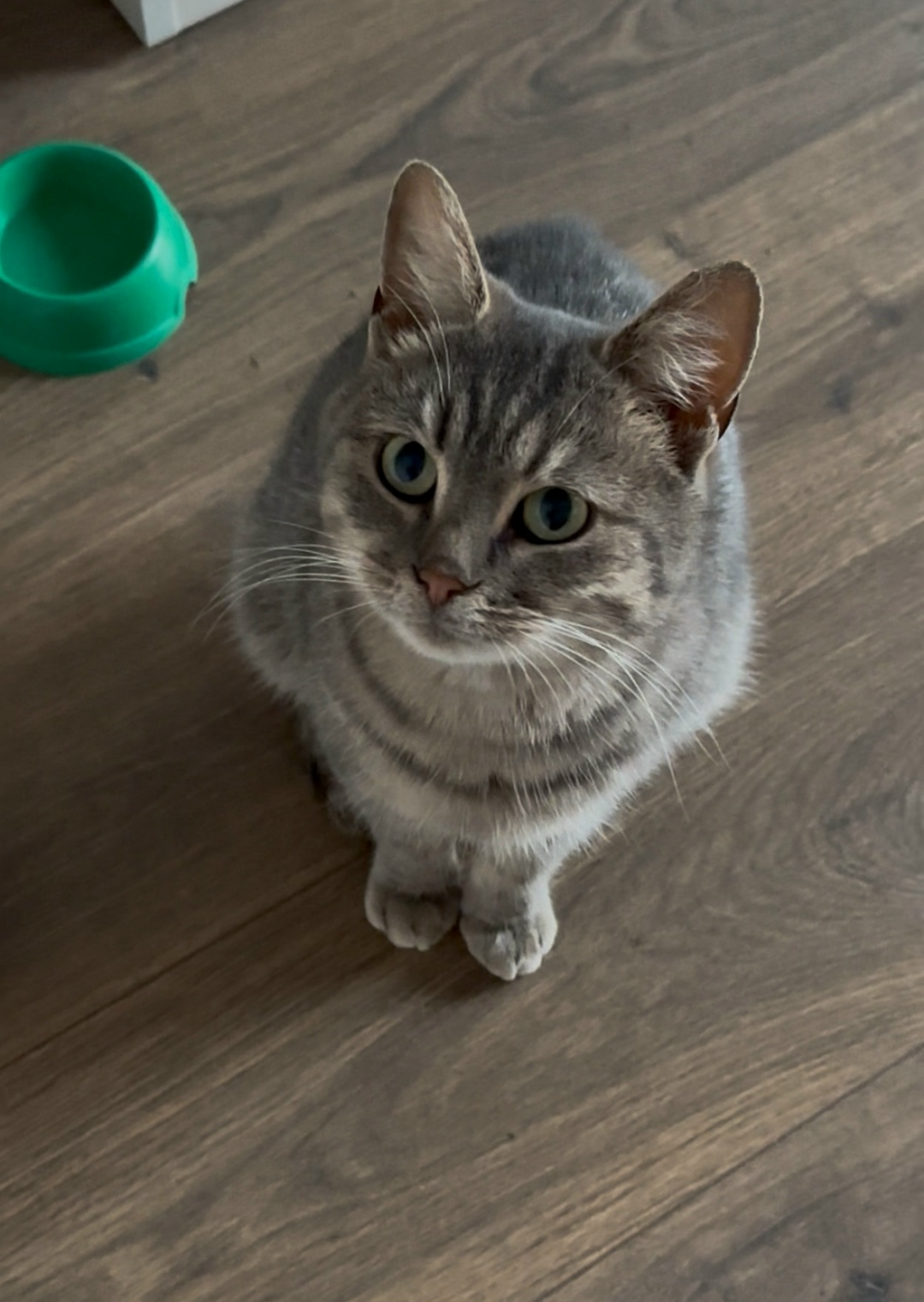 Found Cat in Peterborough, England — Cat found in Peterborough