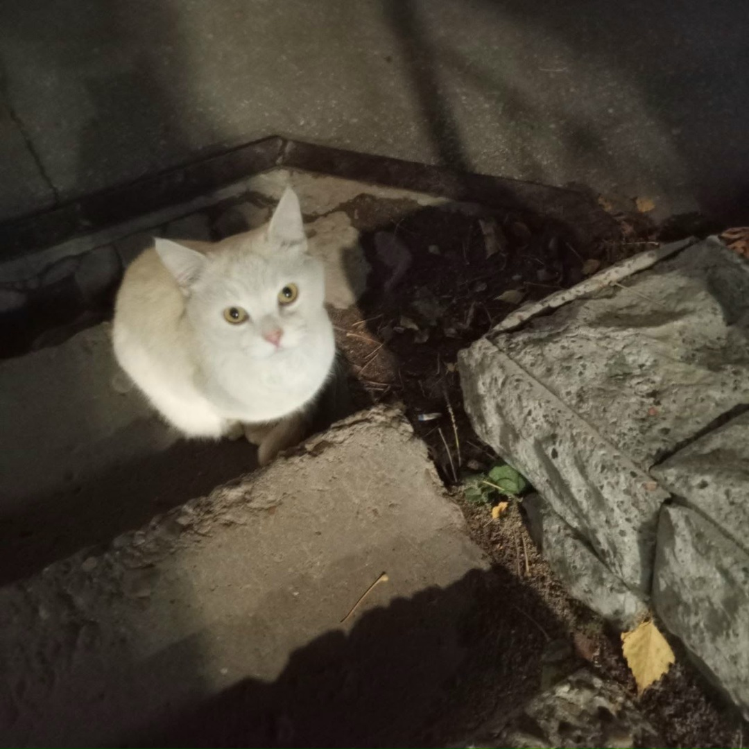 Lost Cat in Bournemouth, England — listing photo