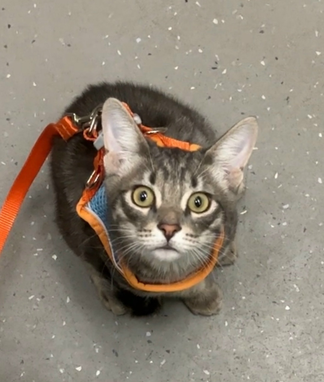 Lost Cat in Bradford, England — listing photo