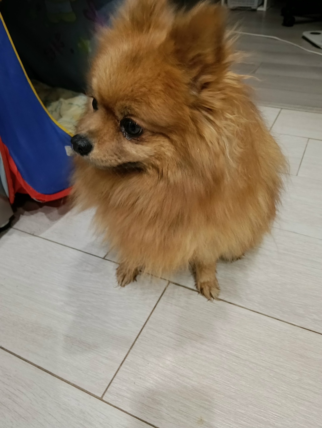 Found Dog in Cardiff, Wales — listing photo