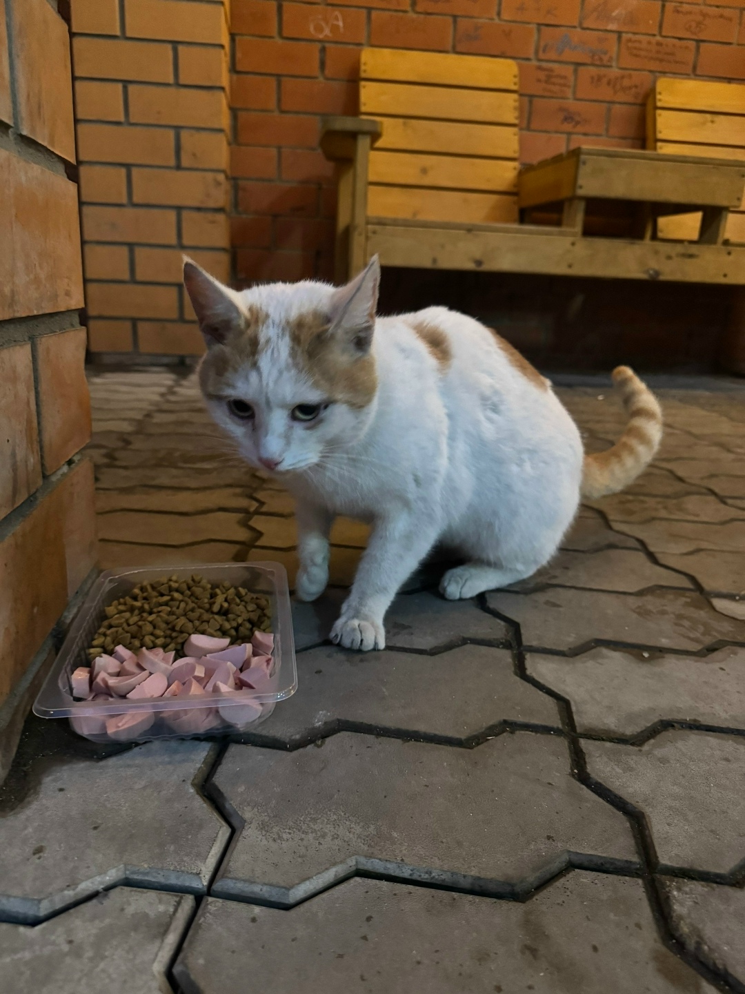 Lost Cat in Portsmouth, England — listing photo
