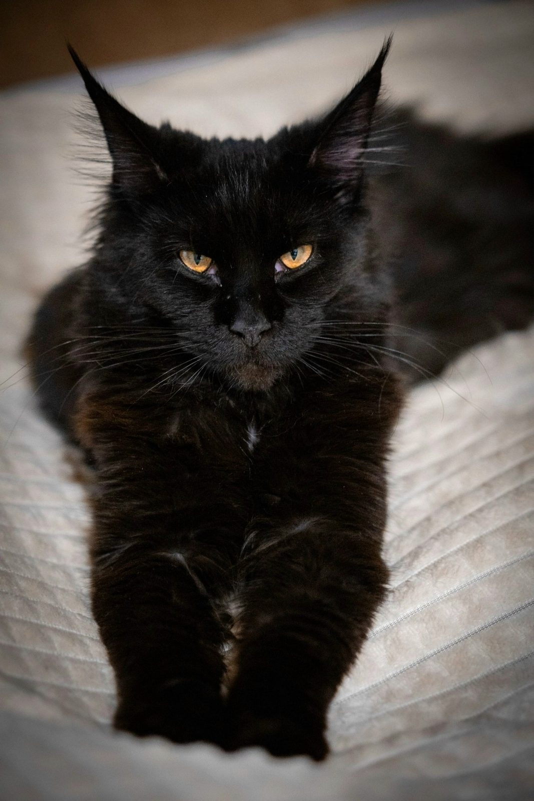 Found Cat in Derby, England — Stray cat found in Derby