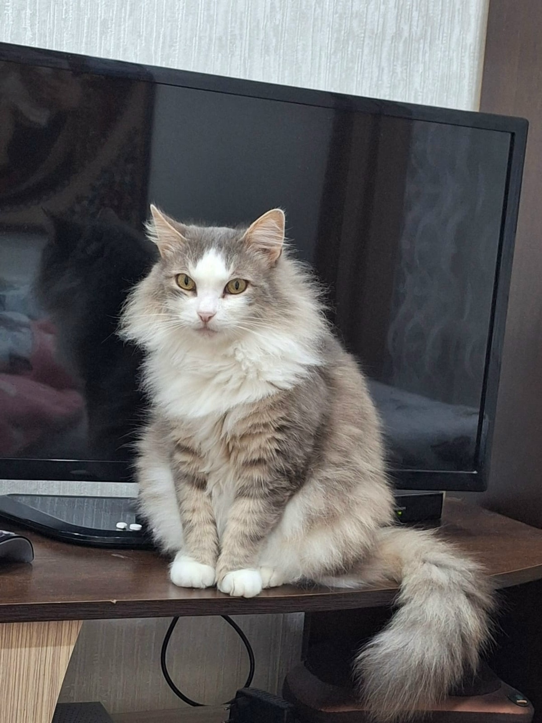 Lost Cat in Dundee, Scotland — Have you seen this cat in Dundee?