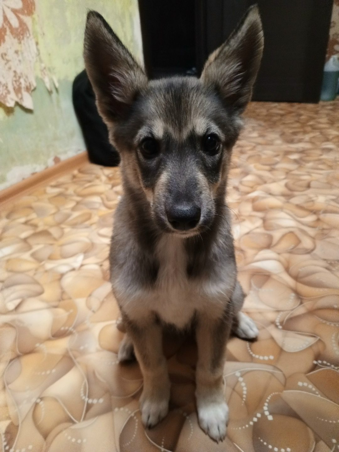 Found Dog in Sunderland, England — listing photo