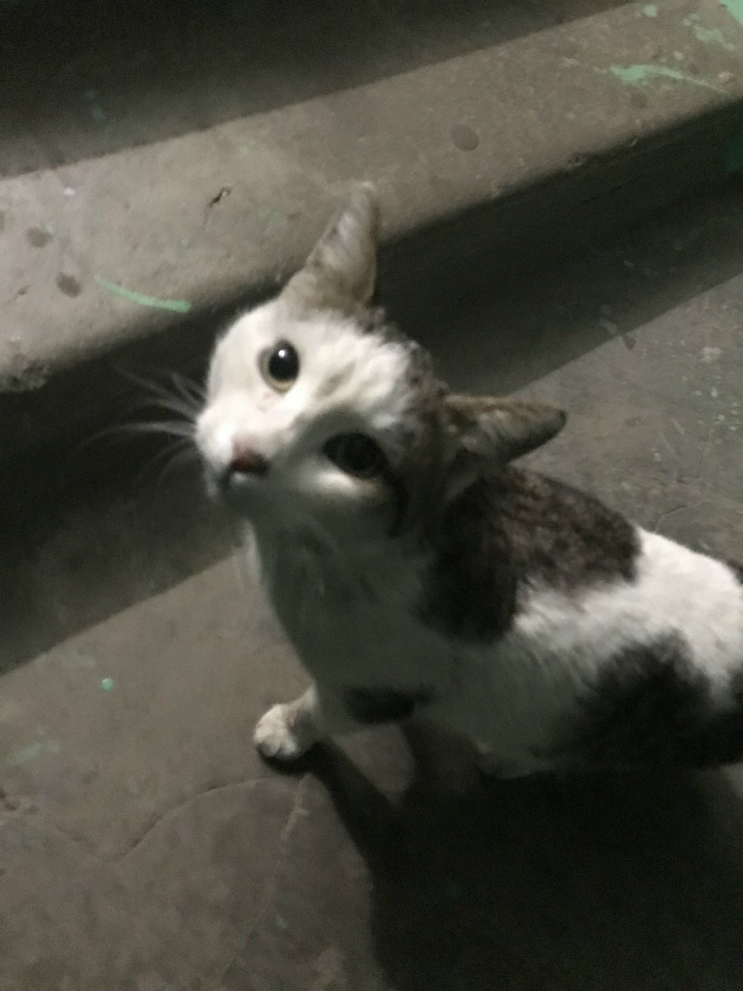 Lost Cat in Sheffield, England — listing photo