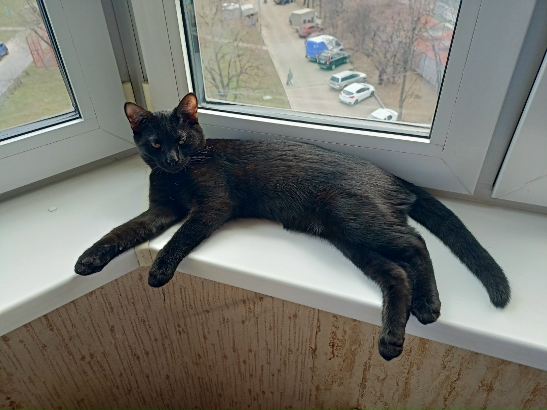 Lost Cat in Middlesbrough, England — listing photo