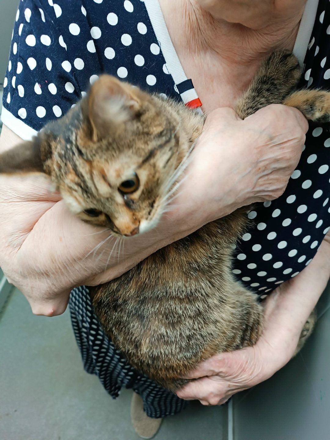 Found Cat in Nottingham, England — listing photo