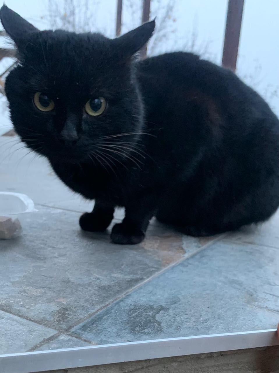 Found Cat in Belfast, Northern Ireland — Cat found in Belfast
