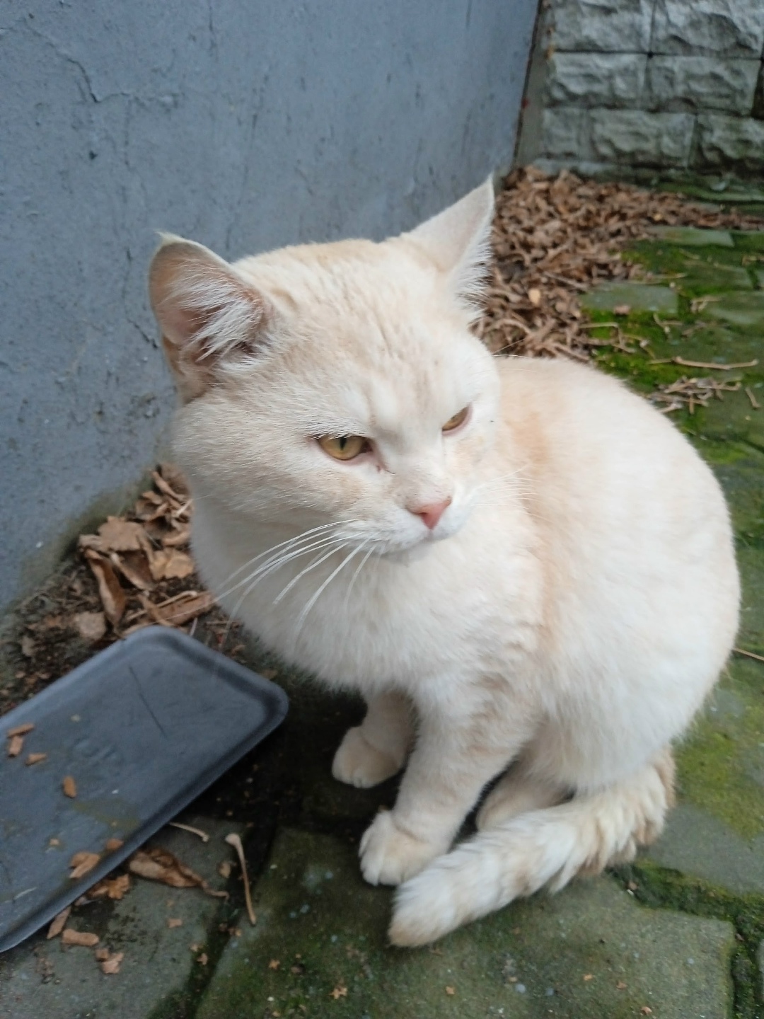 Found Cat in Plymouth, England — listing photo