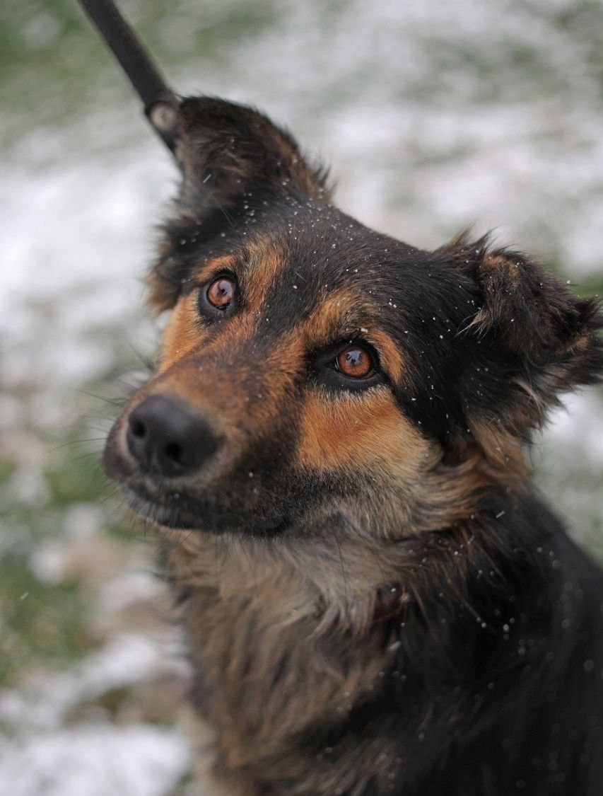 Lost Dog in Bolton, England Lost Dog in Bolton, England — listing photo