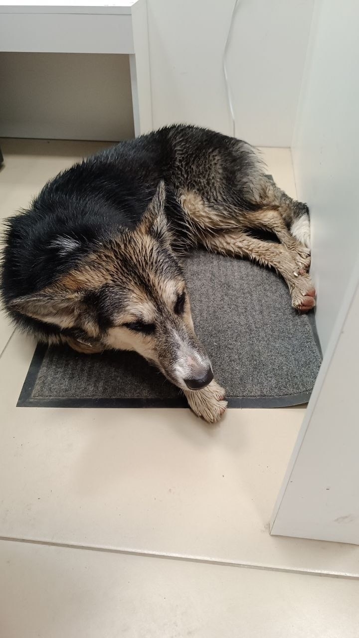 Found Dog in Middlesbrough, England — Stray dog found in Middlesbrough