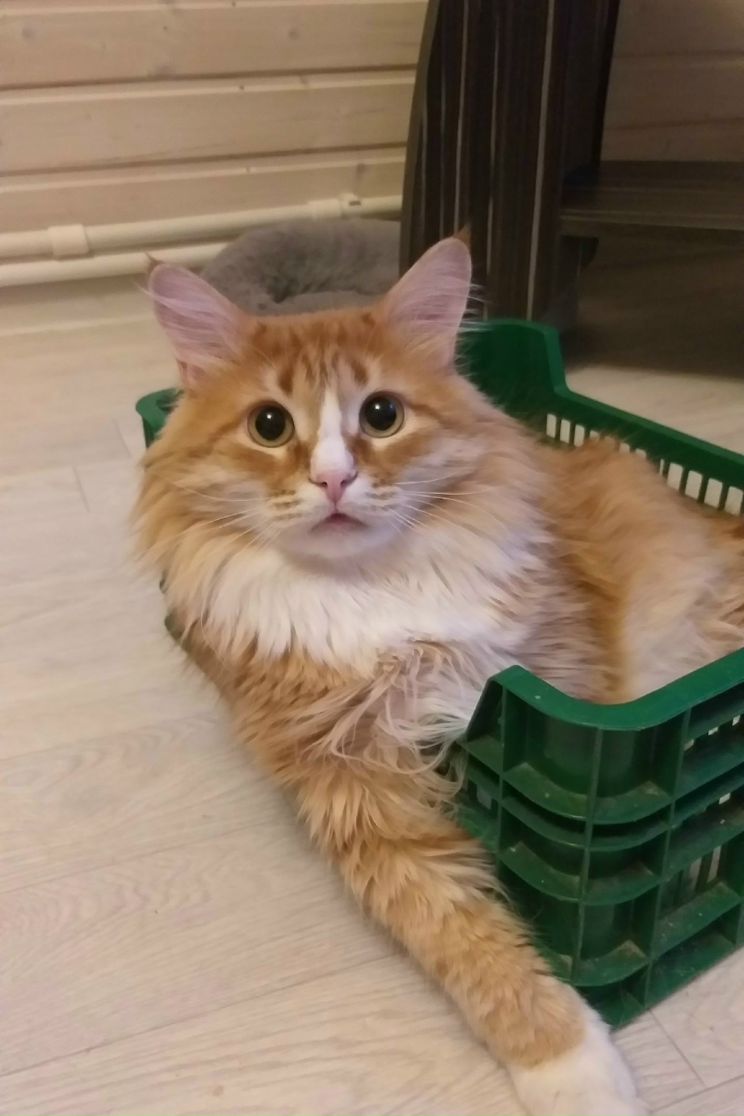 Found Cat in Reading, England — listing photo