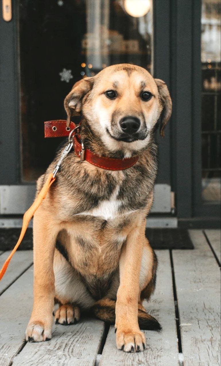 Found Dog in Northampton, England — Stray dog found in Northampton