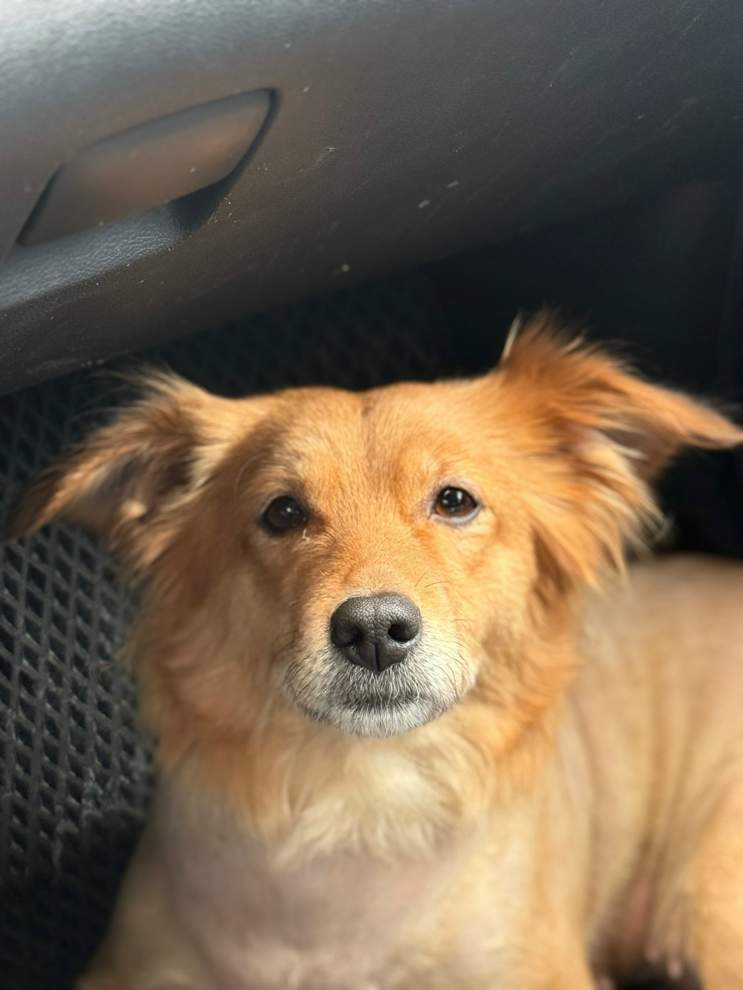 Found Dog in Middlesbrough, England — Stray dog found in Middlesbrough