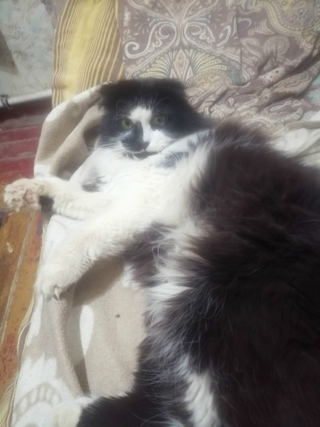 Found Cat in Portsmouth, England — listing photo
