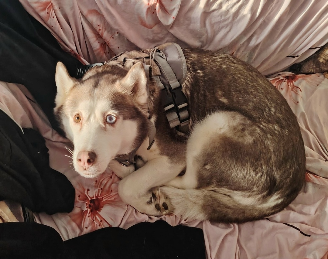 Lost Dog in Newcastle upon Tyne, England — listing photo
