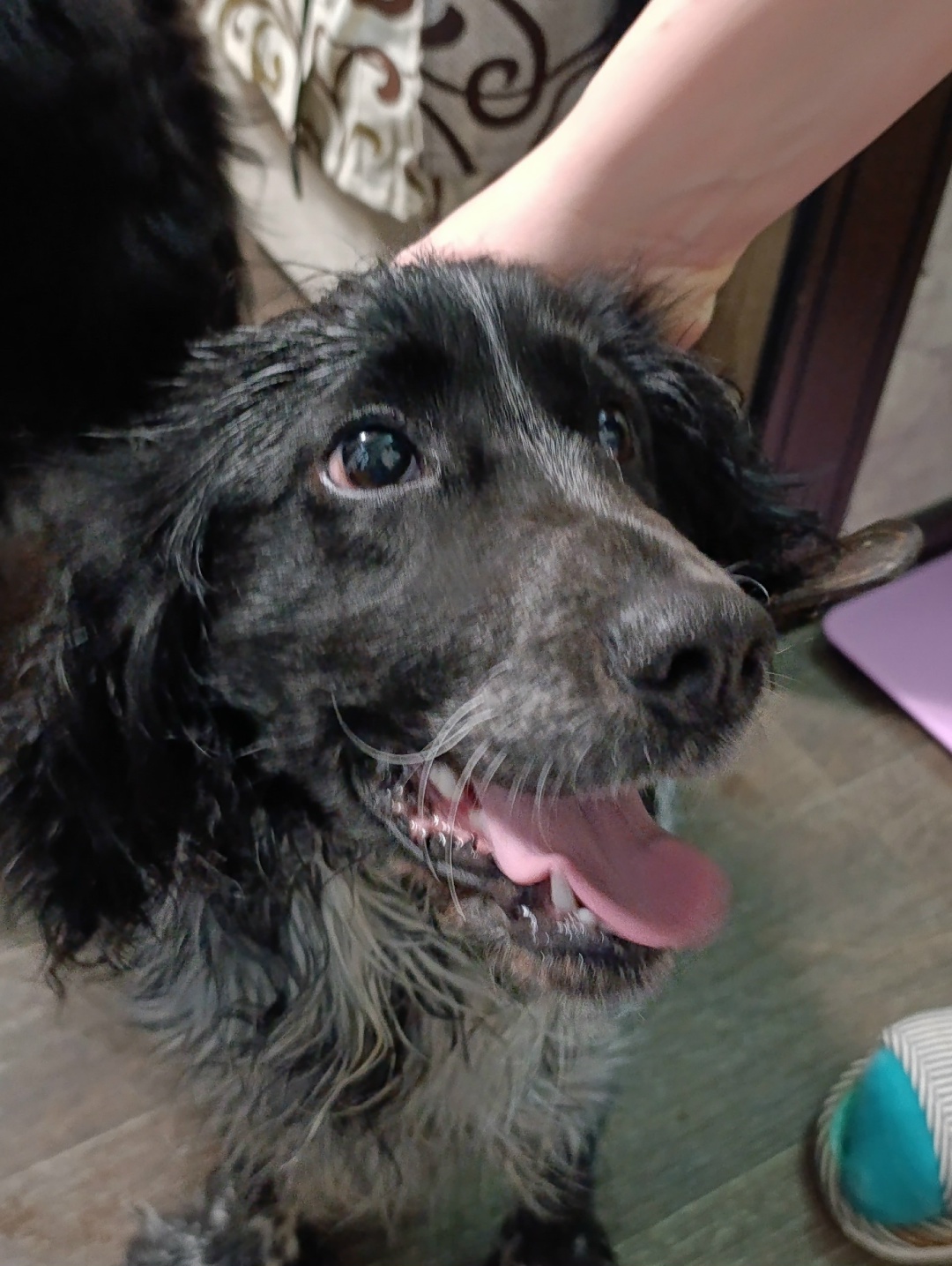 Found Dog in Bournemouth, England — Dog found in Bournemouth