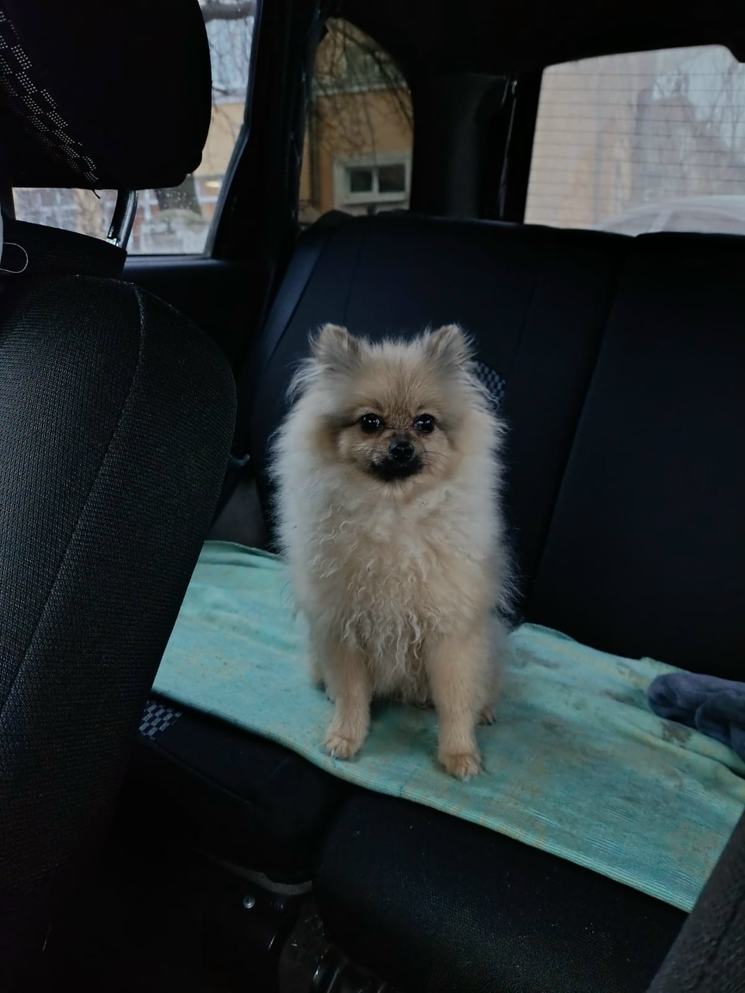 Found Dog in Preston, England — Dog found in Preston