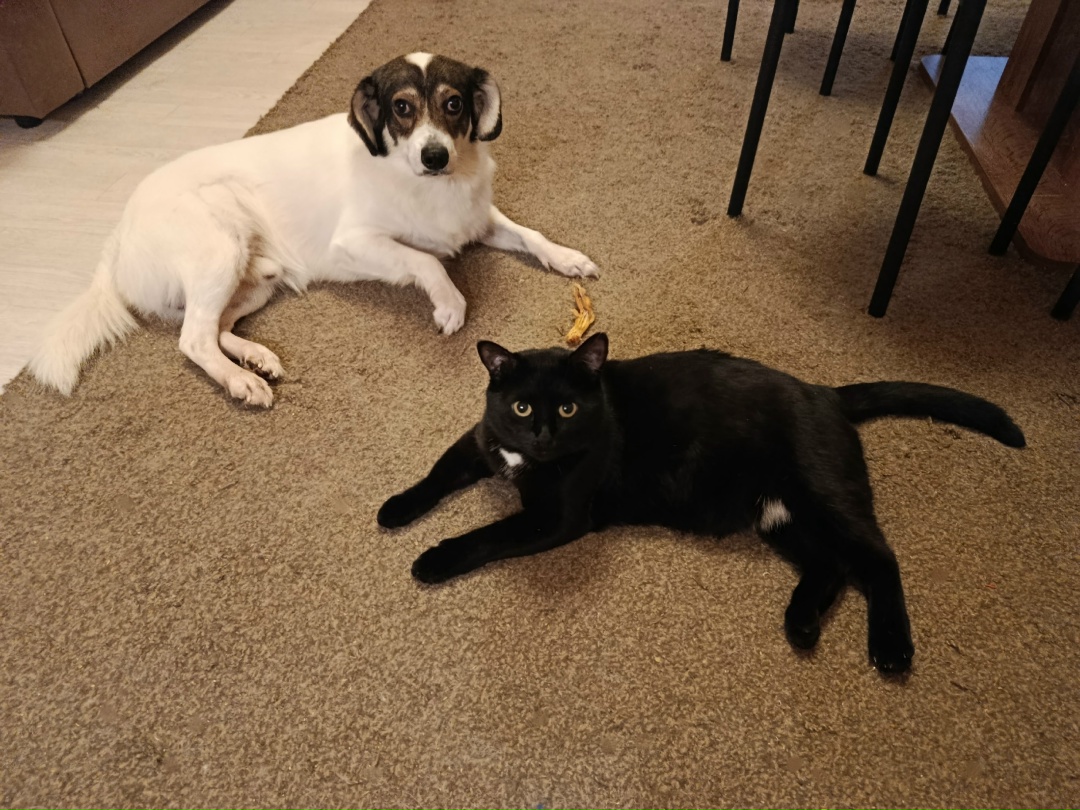 Found Dog in Stockport, England: Dog found in Stockport Found Dog in Stockport, England — Dog found in Stockport