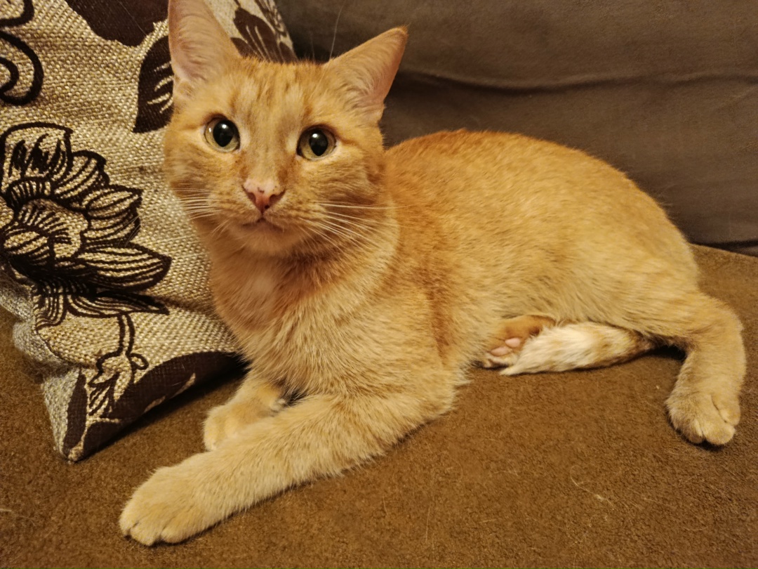 Lost Cat in Liverpool, England — listing photo