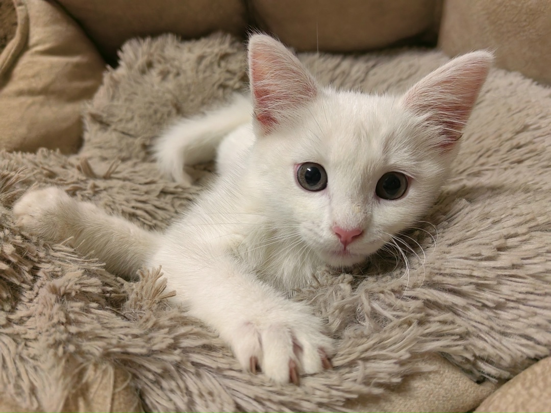 Lost Cat in Milton Keynes, England Lost Cat in Milton Keynes, England — listing photo