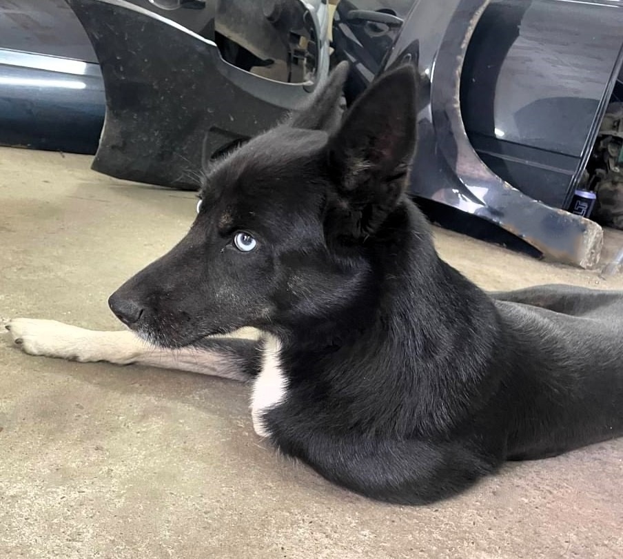 Found Dog in Leeds, England — Dog found in Leeds