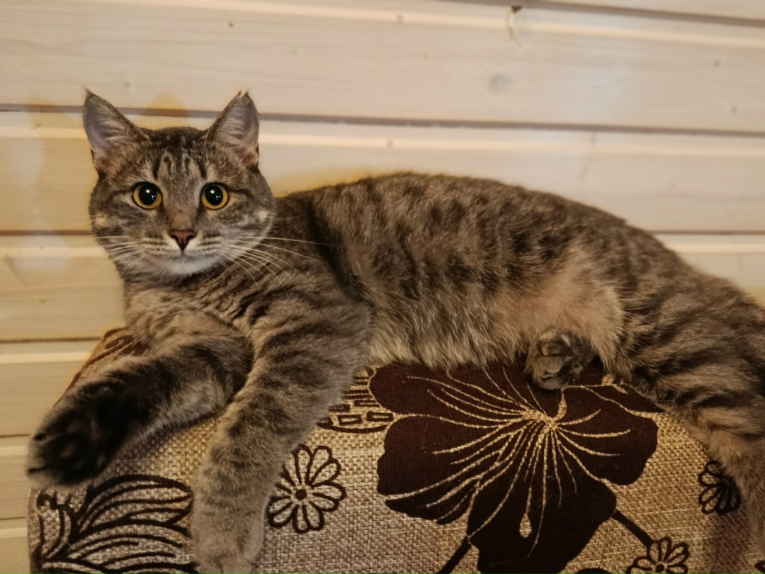 Found Cat in Stockport, England: Cat found safe in Stockport Found Cat in Stockport, England — Cat found safe in Stockport