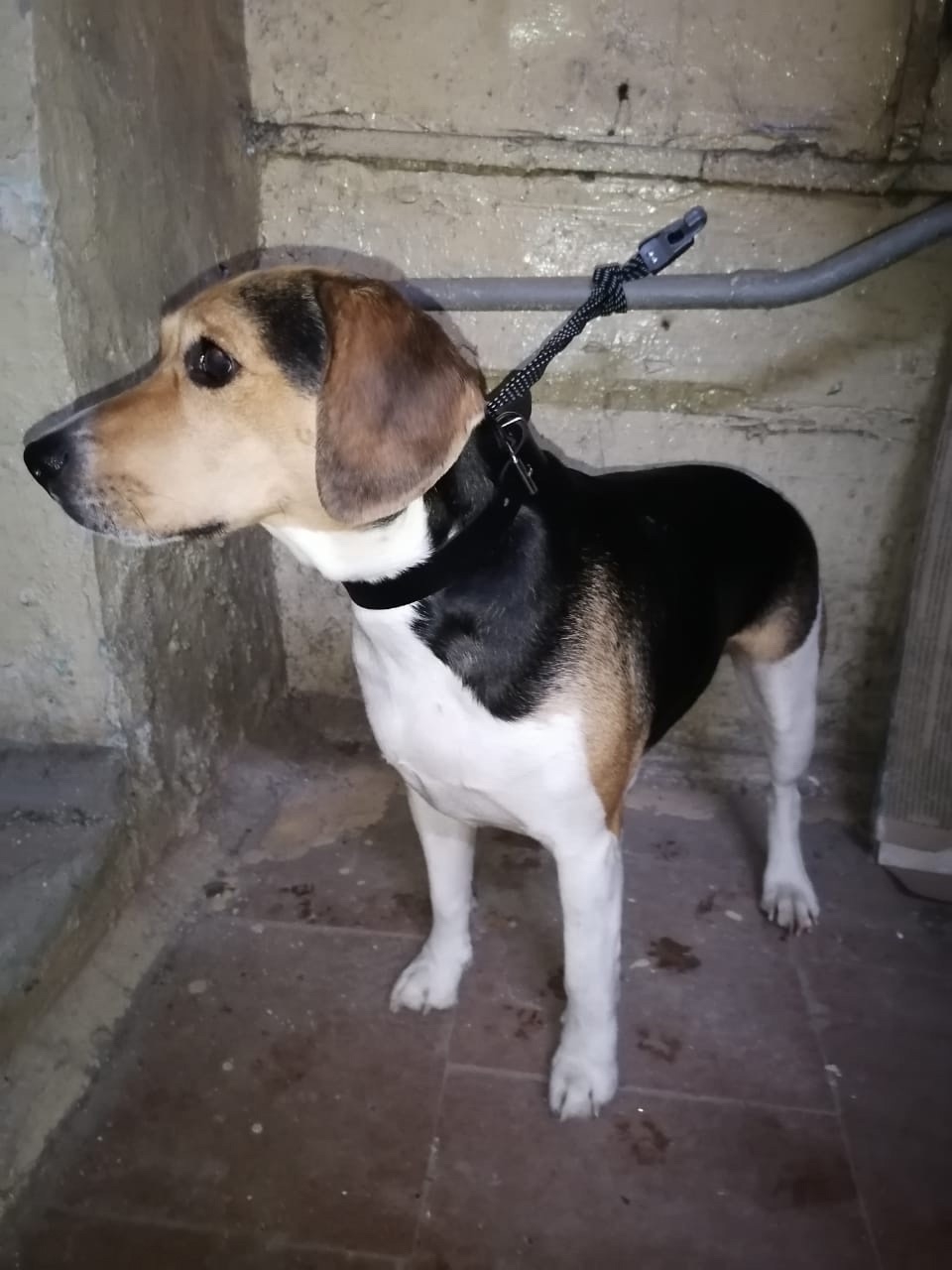 Found Dog in Southampton, England — Stray dog found in Southampton