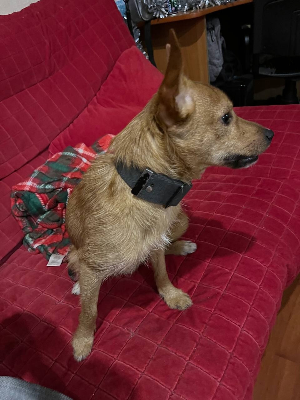 Found Dog in Swindon, England: Stray dog found in Swindon Found Dog in Swindon, England — Stray dog found in Swindon