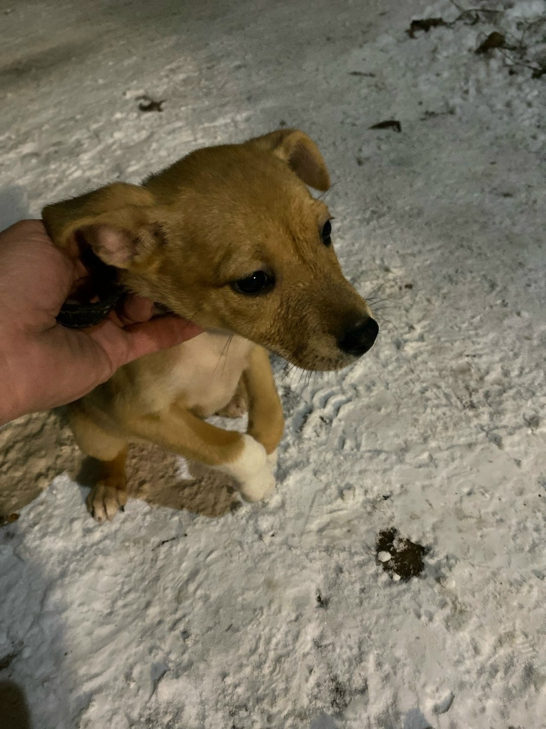 Found Dog in Brighton, England — Stray dog found in Brighton
