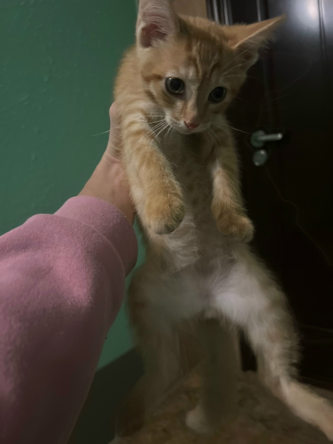 Found Cat in Cardiff, Wales — Stray cat found in Cardiff