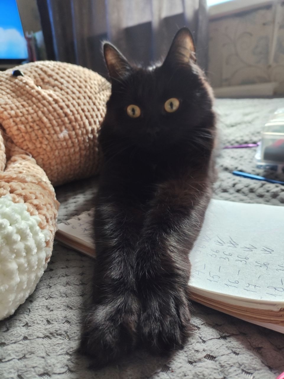 Lost Cat in Aberdeen, Scotland — Have you seen this cat in Aberdeen?