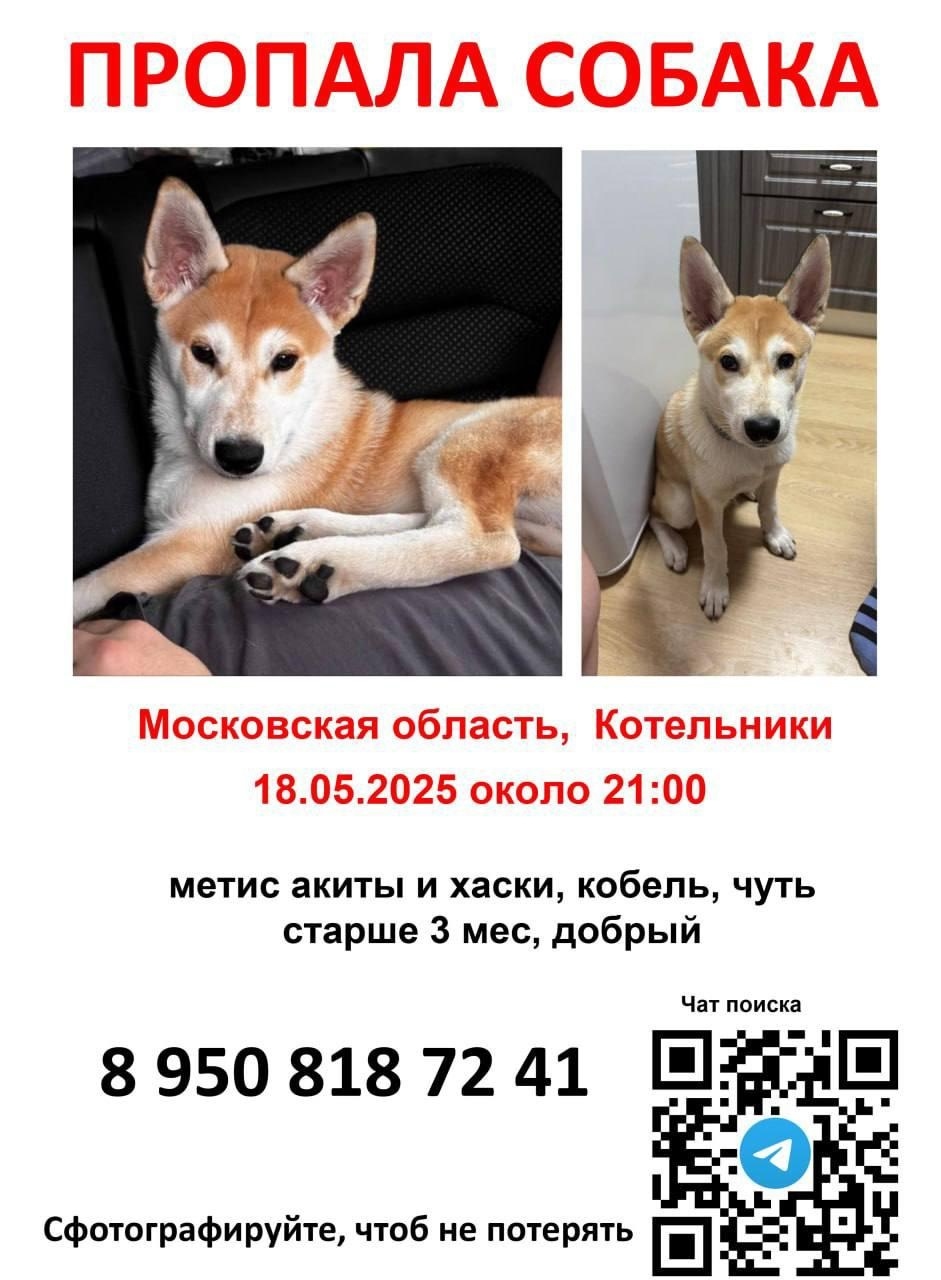 Found Dog in Norwich, England — listing photo