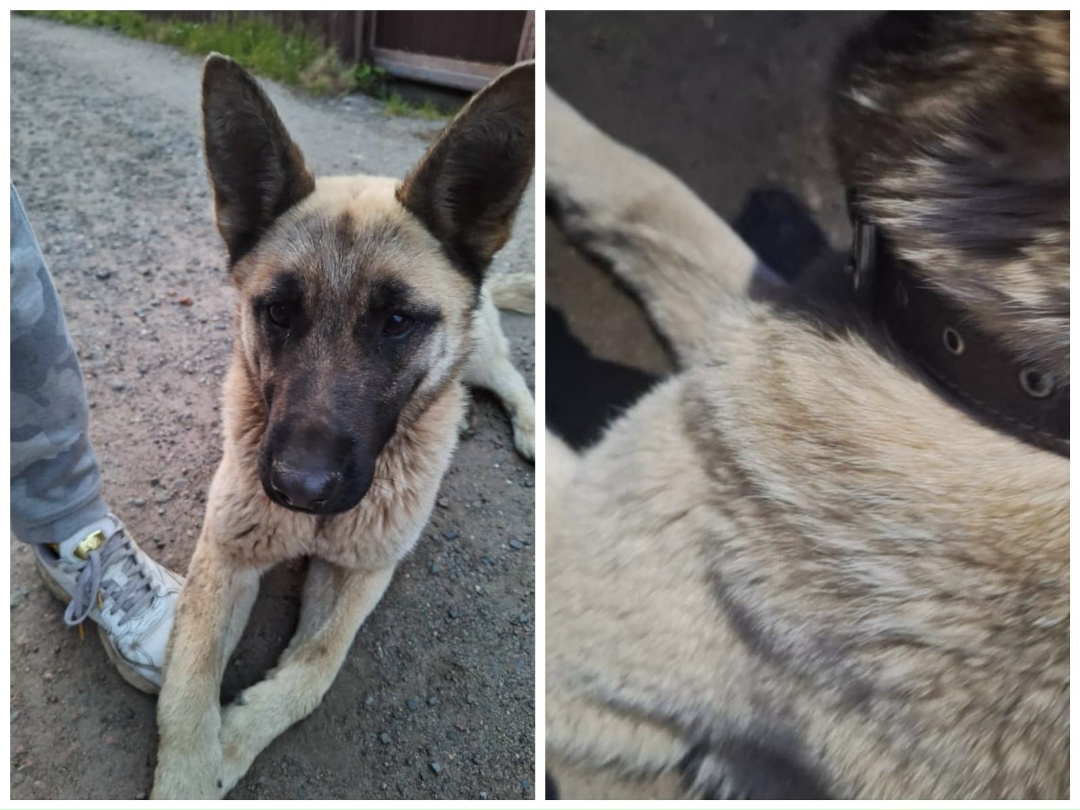Found Dog in London, England — Stray dog found in London